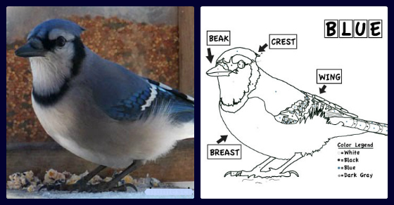 Blue Jay Coloring Sheet - Tree Valley Academy