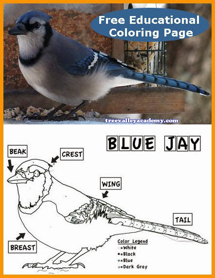 An educational Blue Jay coloring worksheet for kids. Free printable.