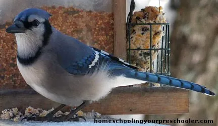 Blue Jay