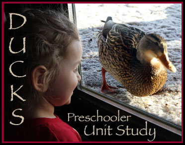 ducks preschooler unit study