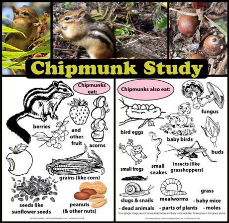 Studying Chipmunks and their sources of food. Free colouring printables to help kids learn what chipmunks eat.