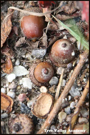 acorns on the ground