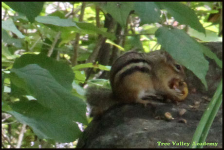 A chipmunk sitting on a rock, eating a crab apple.