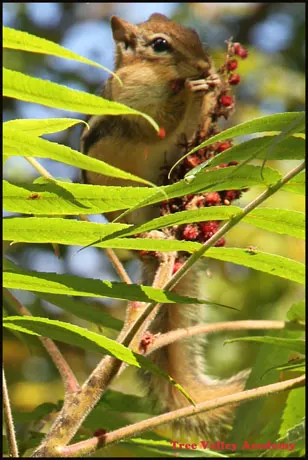 Chipmunk eating plant matter at the top of a bush.