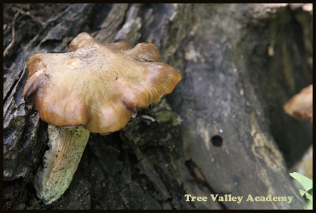 A mushroom growing on a stump. Source of food for a chipmunk.