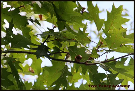 oak-tree