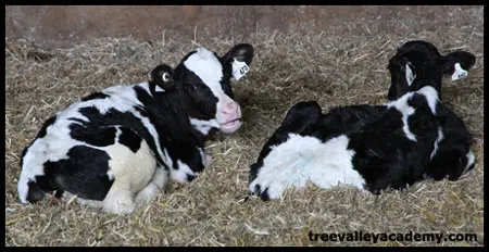 baby calves lying in hay