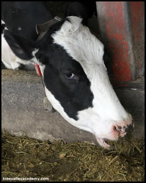 Dairy cow eating hay.