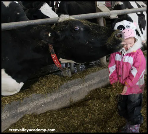 A cow licking a child.