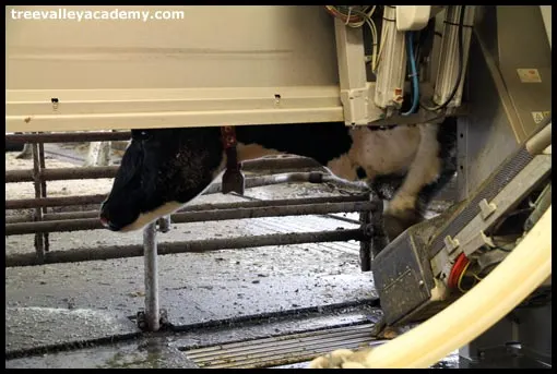 cow walking through milking robot