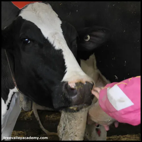 A dairy cow curious about a visiting child, comes to investigate.