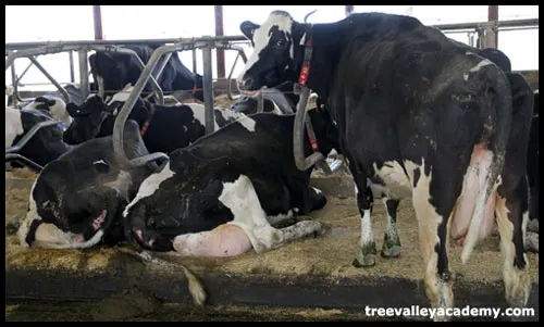 Dairy cows lying in the barn.