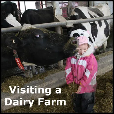 A field trip to a dairy farm.