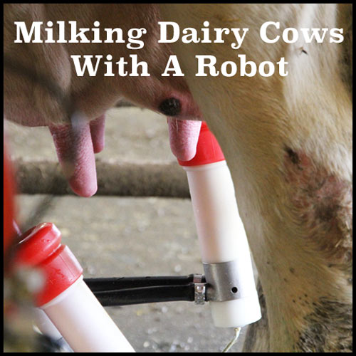 Milking Dairy Cows With A Robot