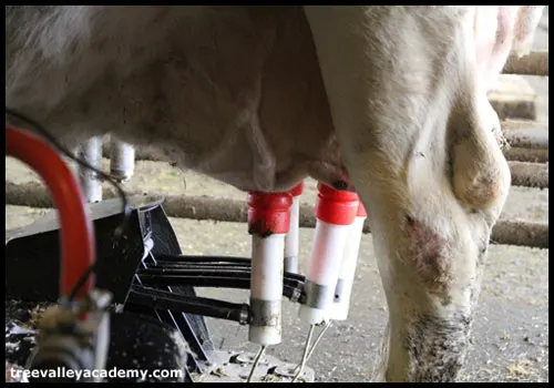 robot milking all 4 teats of dairy cow