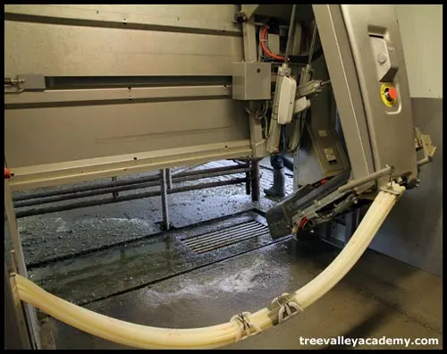 dairy cows milking robot