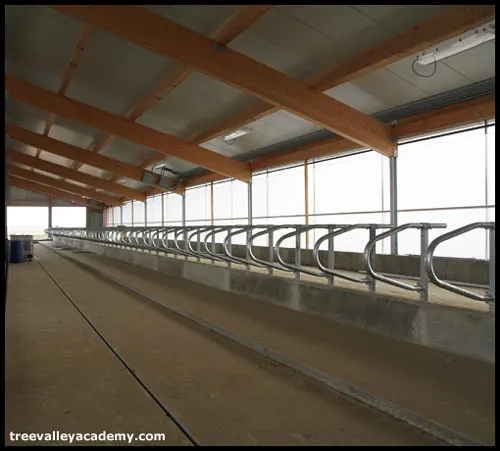 A new cow barn with automatic manure cleaner and cow separators.