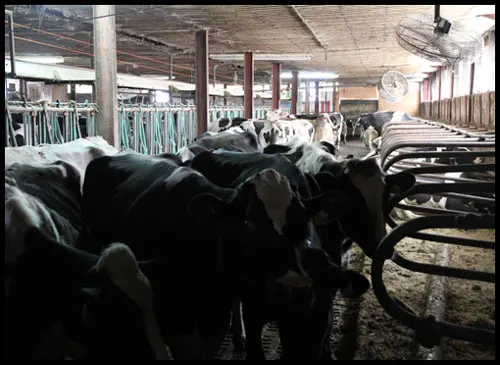 overcrowded dairy cows in dark barn