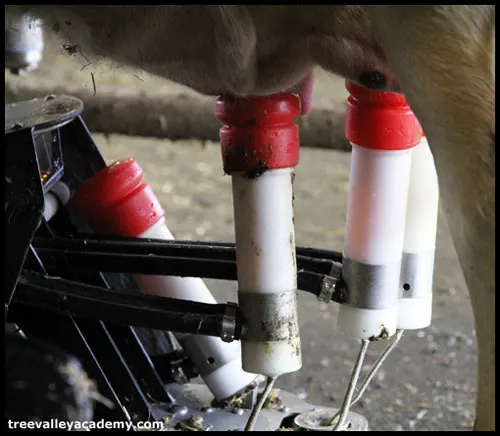 robot milking 3 teats of dairy cow