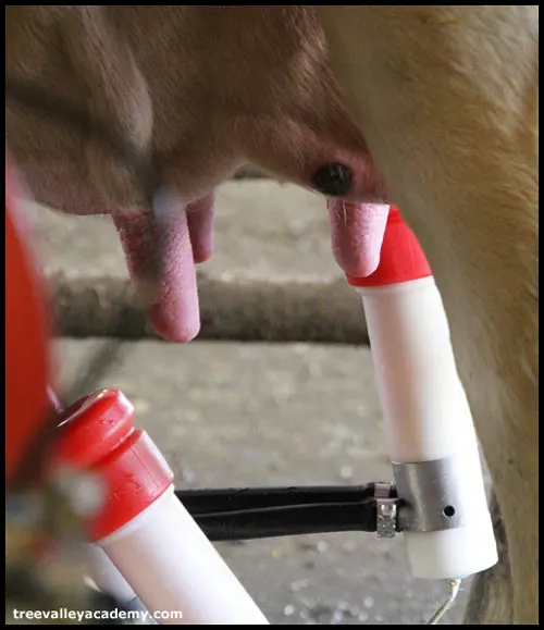 robot milking last teat of dairy cow