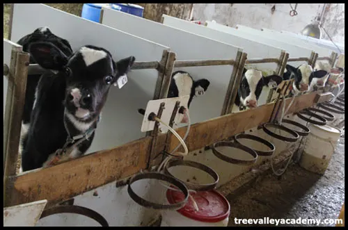 Baby calves only a week or two old. When they are deemed healthy they will be allowed to go with the herd of baby calves. Until then they are isolated from the others.