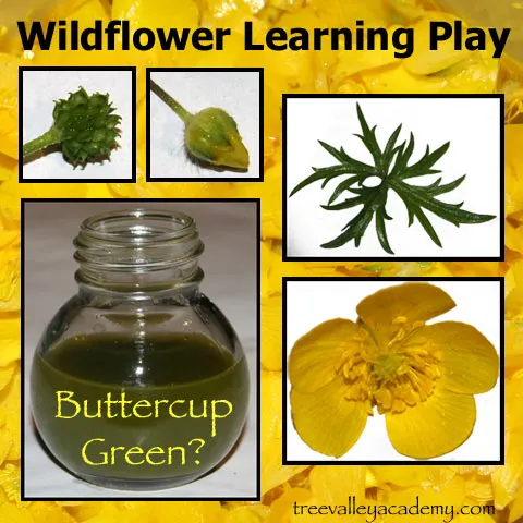 Learning about wildflowers through nature walks and wildflower exploration and play.