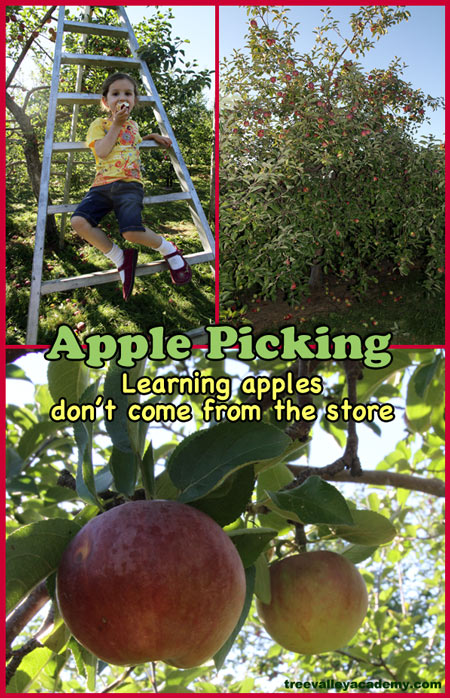 Apple picking homeschooling field trip.  Learning that apples don't come from the store. Field trip to an apple orchard.  A fun apple activity. #appleunit #apples #appleorchard #fall #homeschool #appletheme #appleactivity #kindergarten #activities #treevalleyacademy