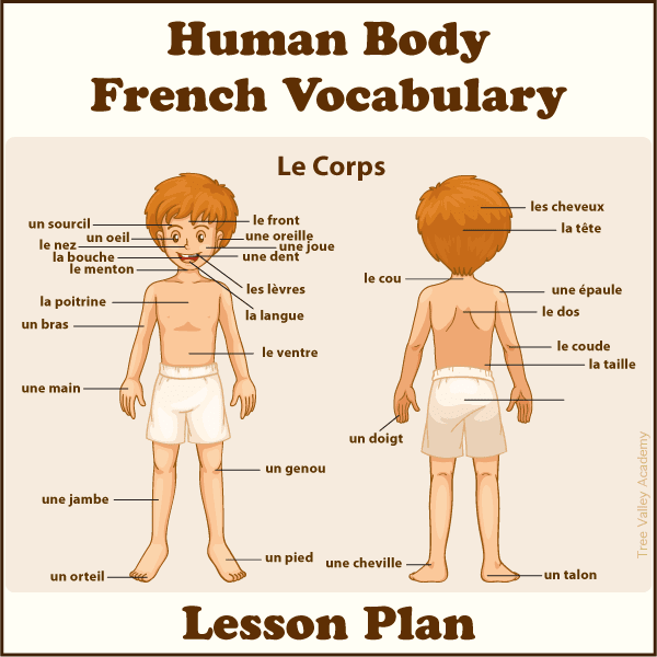 A lesson plan to learn the body parts in french. Free online tutorials and activities for kids to learn french vocabulary for parts of the human body.