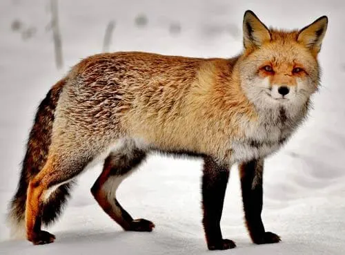 a fox on a snowy background.  We're going to use this image to create geometric fox art.