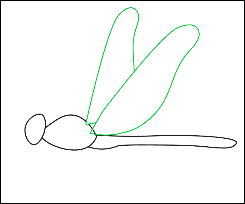 Drawing the 2 forewings of a dragonfly. This is step 4 of drawing the side view of a realistic dragonfly.