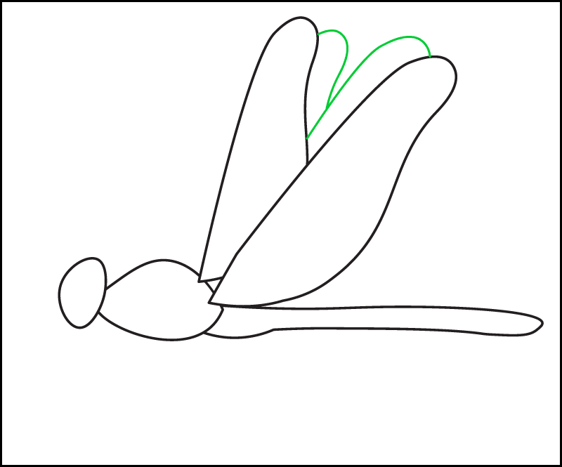 Step 5 of drawing the side view of a realistic dragonfly: drawing the 2 hindwings.