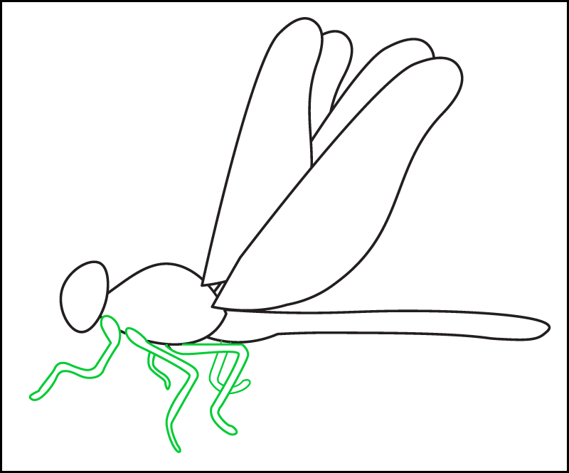 Step 6 of drawing the side view of a realistic dragonfly: drawing 5 of the legs.