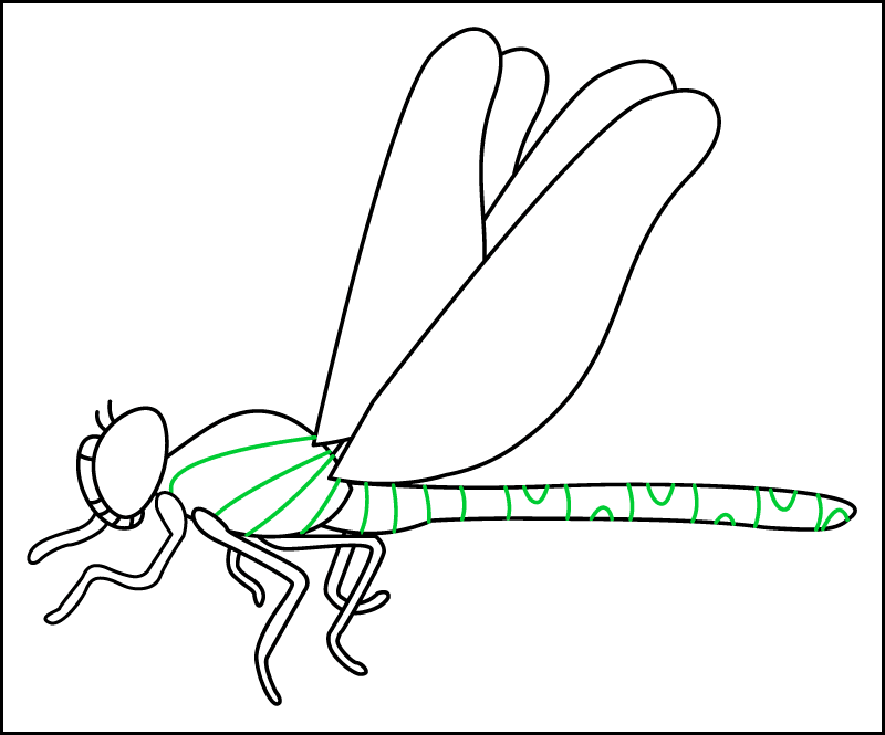 The final step in our realistic dragonfly drawing. In this step, we draw details inside the dragonfly's thorax and abdomen.