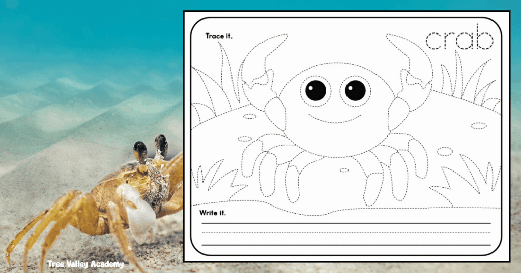 Printable crab tracing worksheet for preschool and kindergarten with a trace, color, and write activity with a cute crab.