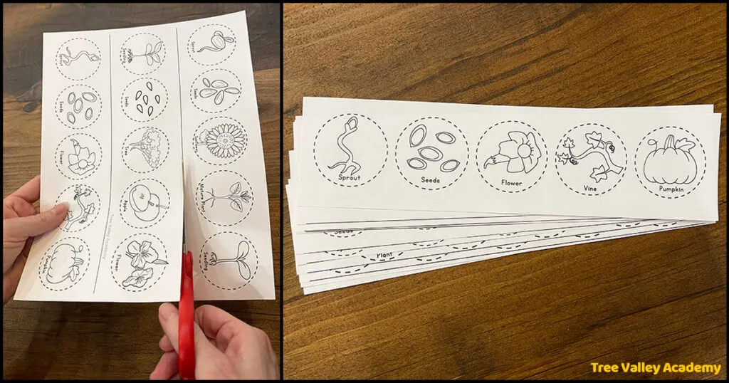 Cutting along the lines of 3 printable pages to separate each different plant life cycle. The end result is a pile of 10 strips, each strip with a different plant.