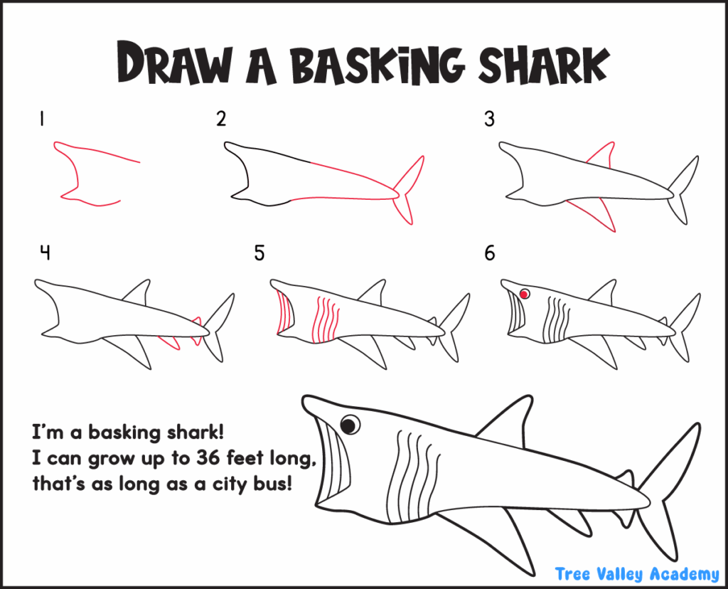 Six-step basking shark drawing tutorial showing how kids can sketch a basking shark from simple lines to a finished drawing.
