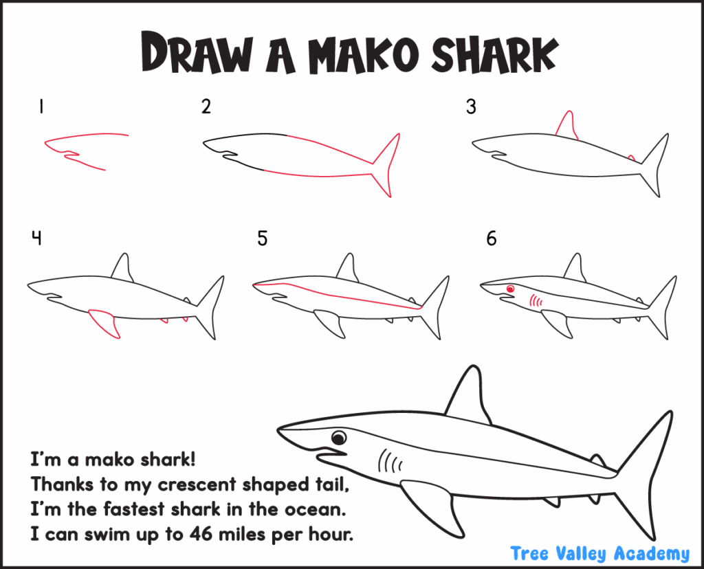 Beginner mako shark drawing lesson with six simple illustrated steps and a completed shark example.