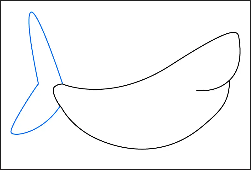 Step 2 of how to draw a shark – add the tail fin to the back of the body.