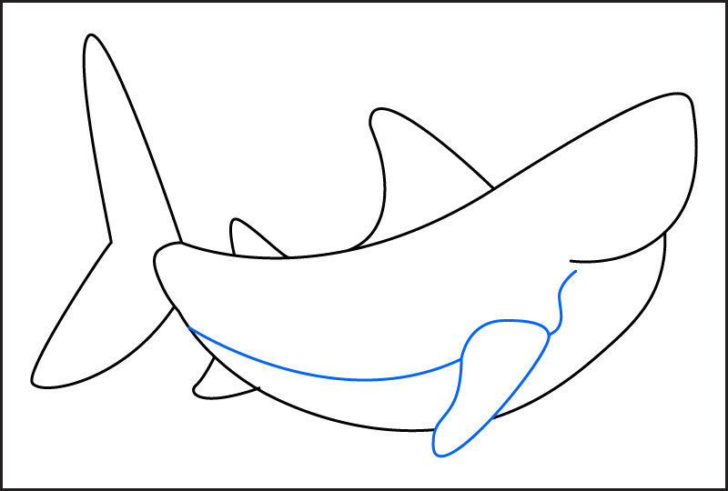 Step 4 of how to draw a shark. Draw the pectoral fin and add a curved belly line.