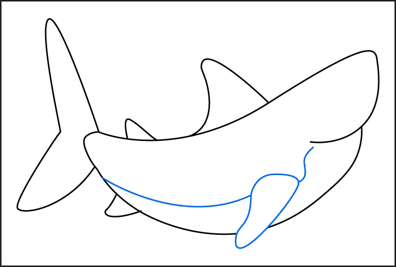 Step 4 of how to draw a shark. Draw the pectoral fin and add a curved belly line.