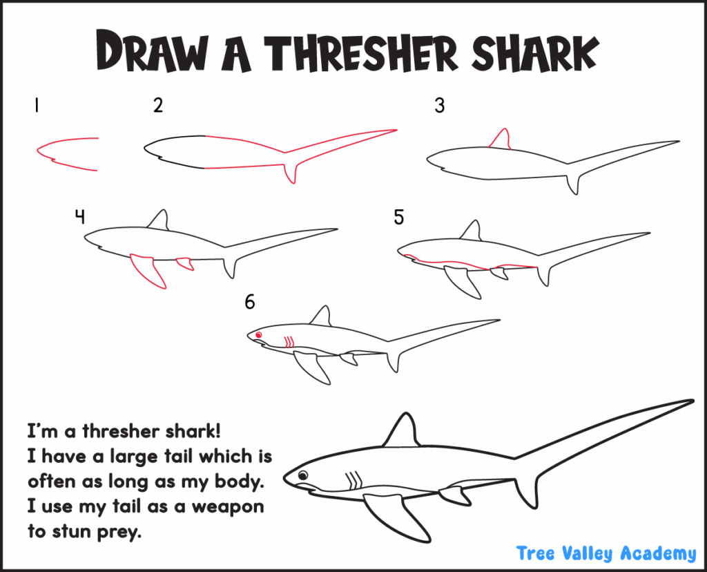 Step-by-step thresher shark drawing page featuring six simple stages and its extra-long tail.