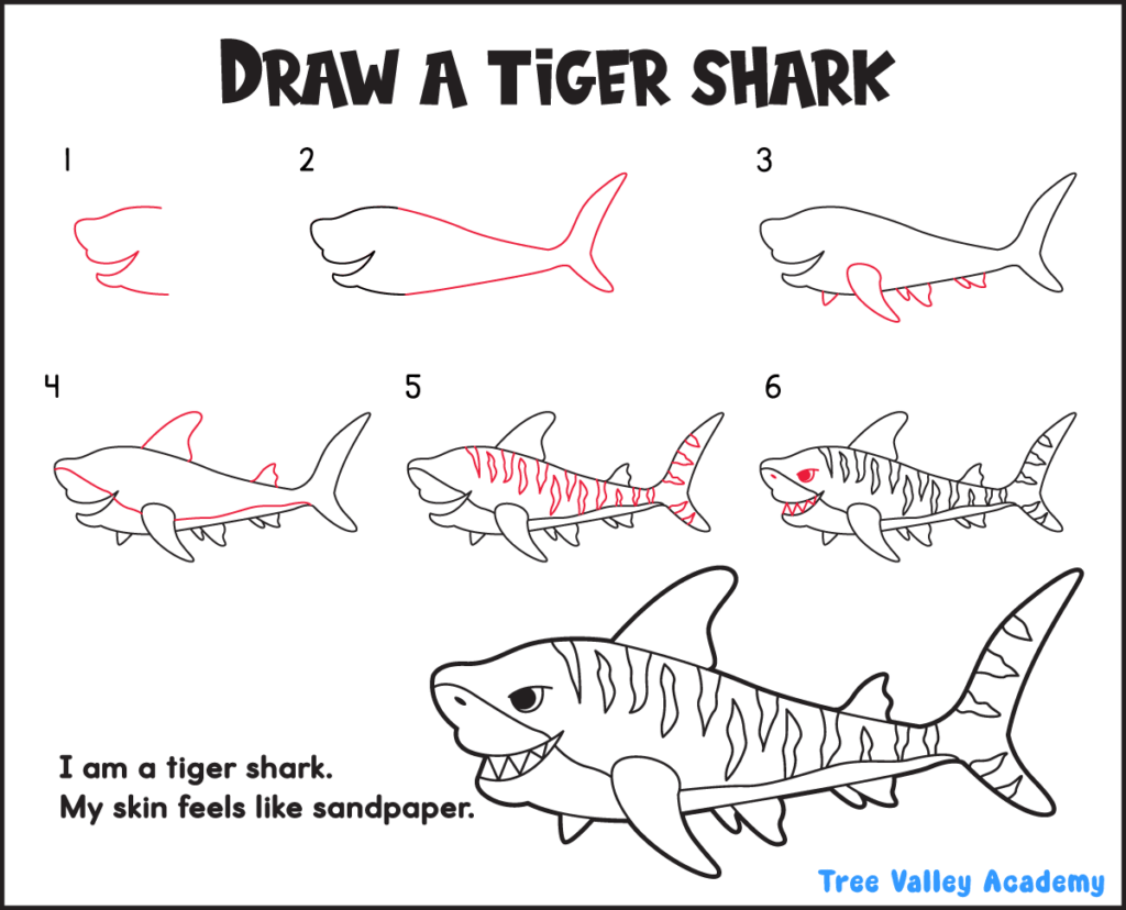How to draw a tiger shark in 6 easy steps with a printable step-by-step drawing guide for kids.