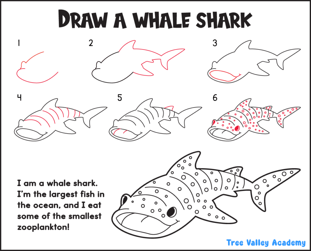 How to draw a whale shark in 6 easy steps with a printable step-by-step drawing guide for kids.