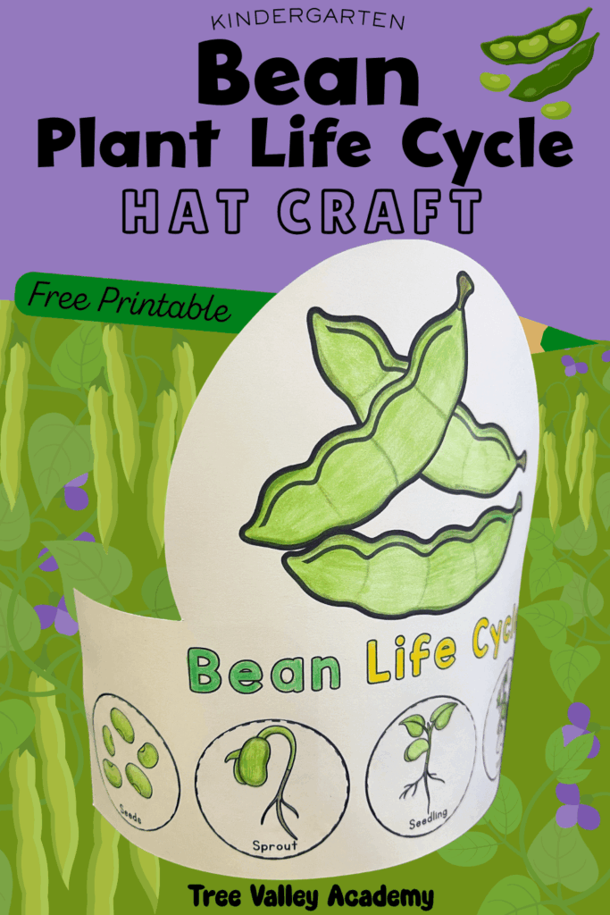 Bean life cycle hat craft for kindergarten showing seeds, sprout, and seedling stages on a wearable plant life cycle hat.