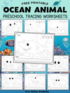 Free printable ocean animal tracing worksheets with a shark, turtle, dolphin, whale, fish, octopus, crab, shrimp, jellyfish, and starfish for preschool and kindergarten children.