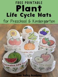 Free printable plant life cycle hats for preschool and kindergarten with watermelon, apple, pumpkin, tomato, strawberry, eggplant, orange, sunflower, and bean designs.
