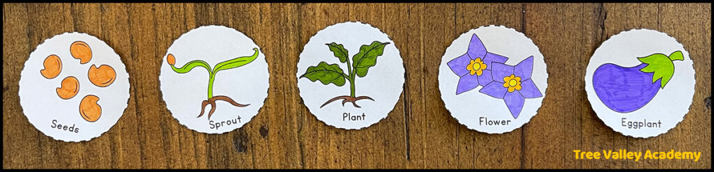 Preschool life cycle activity with colored plant stages arranged in a row. The sequence includes eggplant seeds, a sprout, a plant, a flower, and an eggplant.