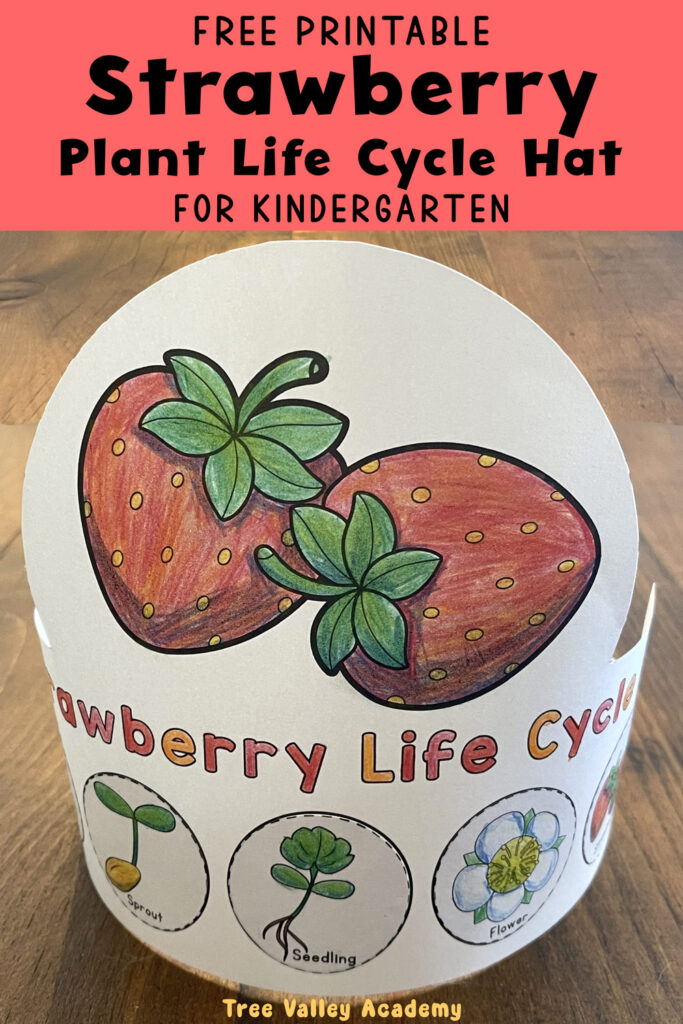 Free printable strawberry plant life cycle hat craft for kindergarten showing sprout, seedling, flower, and fruit stages.