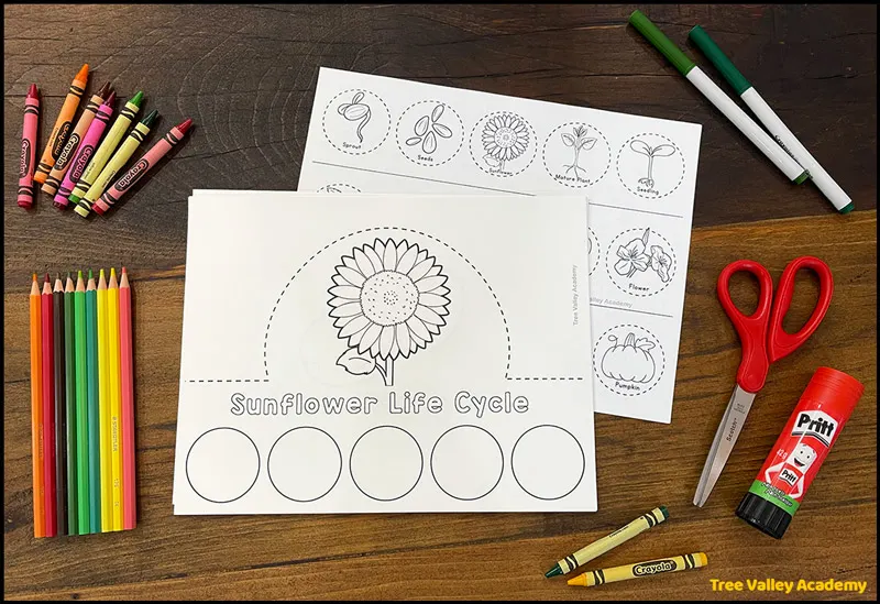 supplies for plant life cycle hats craft for kids: printables, scissors, glue stick, and coloring supplies (crayons, pencil crayons, markers)