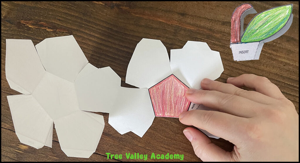 Folding the paper apple template along the solid lines before assembly